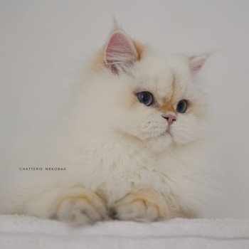 chat British Longhair seal golden shell point Angelo Chatterie Nekobaa chat British Longhair seal golden shell point Angelo Chatterie Nekobaa