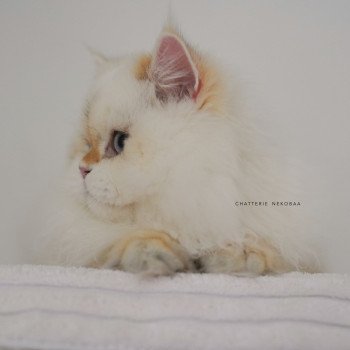 chat British Longhair seal golden shell point Angelo Chatterie Nekobaa chat British Longhair seal golden shell point Angelo Chatterie Nekobaa