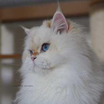chat British Longhair seal golden shell point Angelo Chatterie Nekobaa chat British Longhair seal golden shell point Angelo Chatterie Nekobaa