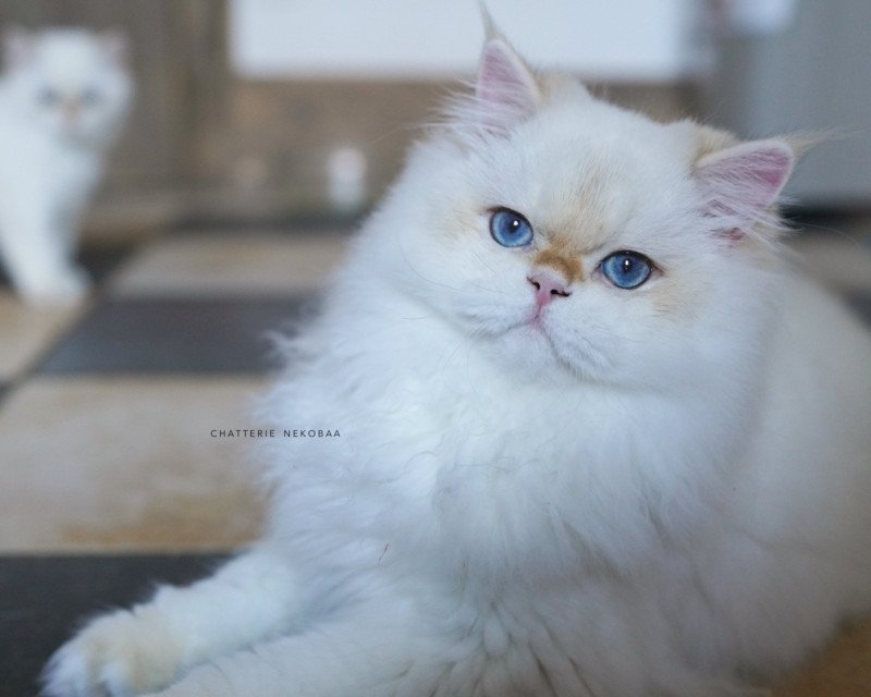 Angelo Mâle British Longhair Angelo Mâle British Longhair