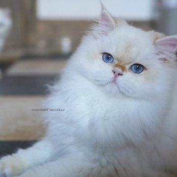 Angelo Mâle British Longhair
