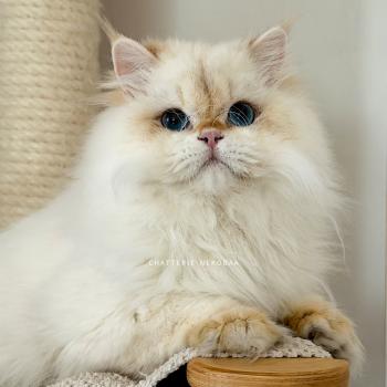 chat British Longhair seal golden shell point Angelo Chatterie Nekobaa