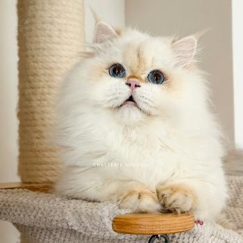 chat British Longhair seal golden shell point Angelo Chatterie Nekobaa