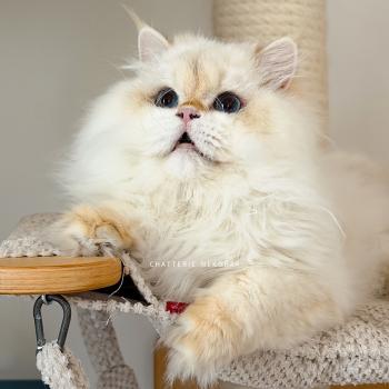 chat British Longhair seal golden shell point Angelo Chatterie Nekobaa