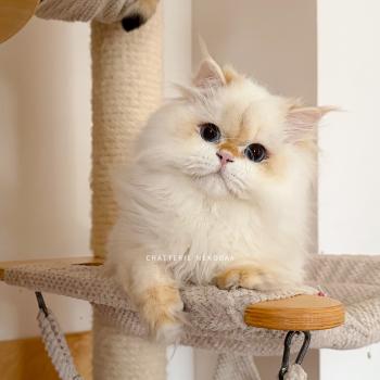 chat British Longhair seal golden shell point Angelo Chatterie Nekobaa