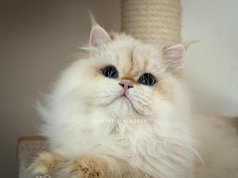 Angelo Mâle British Longhair