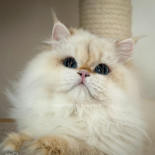 Angelo Mâle British Longhair