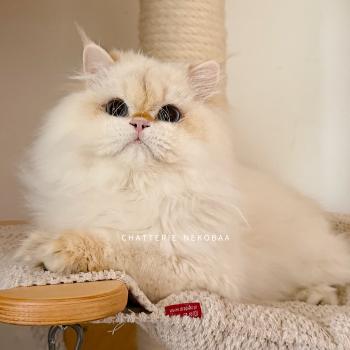 chat British Longhair seal golden shell point Angelo Chatterie Nekobaa