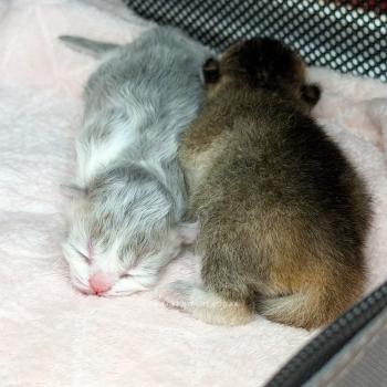 chaton British Longhair blue golden ticked tabby bicolor Aoto Chatterie Nekobaa