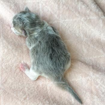 chaton British Longhair blue golden ticked tabby bicolor Aoto Chatterie Nekobaa