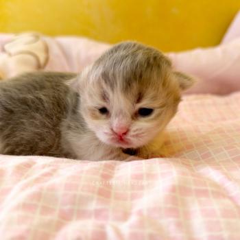 chaton British Longhair blue golden ticked tabby bicolor Aoto Chatterie Nekobaa