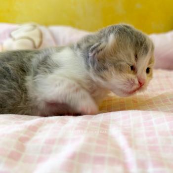 chaton British Longhair blue golden ticked tabby bicolor Aoto Chatterie Nekobaa