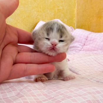 Aoto Mâle British Longhair