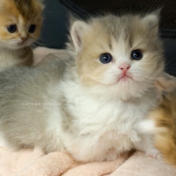 chaton British Longhair blue golden ticked tabby bicolor Aoto Chatterie Nekobaa