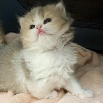 chaton British Longhair blue golden ticked tabby bicolor Aoto Chatterie Nekobaa