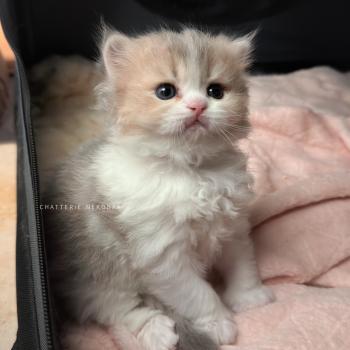 chaton British Longhair blue golden ticked tabby bicolor Aoto Chatterie Nekobaa