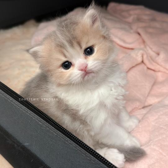 Aoto Mâle British Longhair