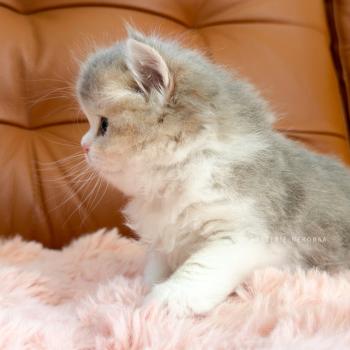 chaton British Longhair blue golden ticked tabby bicolor Aoto Chatterie Nekobaa