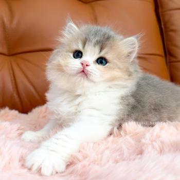 chaton British Longhair blue golden ticked tabby bicolor Aoto Chatterie Nekobaa