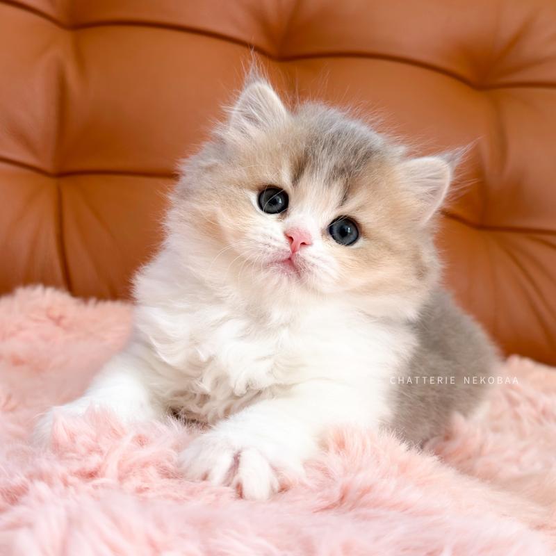 Aoto Mâle British Longhair
