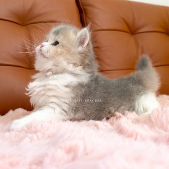 chaton British Longhair blue golden ticked tabby bicolor Aoto Chatterie Nekobaa