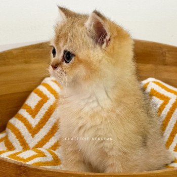chaton British Shorthair black golden shaded Bao Chatterie Nekobaa chaton British Shorthair black golden shaded Bao Chatterie Nekobaa