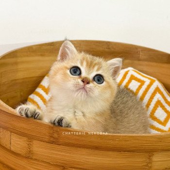 chaton British Shorthair black golden shaded Bao Chatterie Nekobaa chaton British Shorthair black golden shaded Bao Chatterie Nekobaa