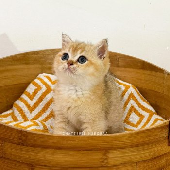 chaton British Shorthair black golden shaded Bao Chatterie Nekobaa chaton British Shorthair black golden shaded Bao Chatterie Nekobaa