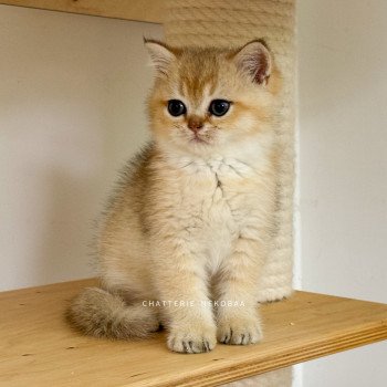chaton British Shorthair black golden shaded Bao Chatterie Nekobaa chaton British Shorthair black golden shaded Bao Chatterie Nekobaa