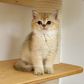 chaton British Shorthair black golden shaded Bao Chatterie Nekobaa chaton British Shorthair black golden shaded Bao Chatterie Nekobaa