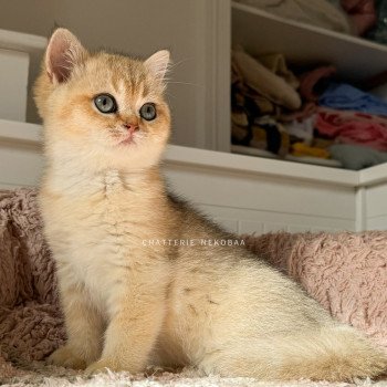 chaton British Shorthair black golden shaded Bao Chatterie Nekobaa chaton British Shorthair black golden shaded Bao Chatterie Nekobaa