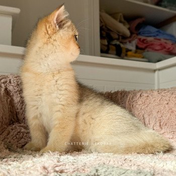 chaton British Shorthair black golden shaded Bao Chatterie Nekobaa chaton British Shorthair black golden shaded Bao Chatterie Nekobaa