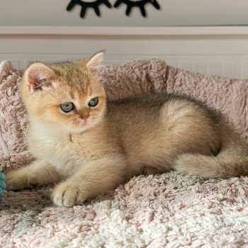 chaton British Shorthair black golden shaded Bao Chatterie Nekobaa chaton British Shorthair black golden shaded Bao Chatterie Nekobaa