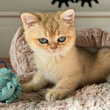 chaton British Shorthair black golden shaded Bao Chatterie Nekobaa chaton British Shorthair black golden shaded Bao Chatterie Nekobaa