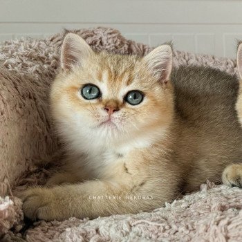chaton British Shorthair black golden shaded Bao Chatterie Nekobaa chaton British Shorthair black golden shaded Bao Chatterie Nekobaa