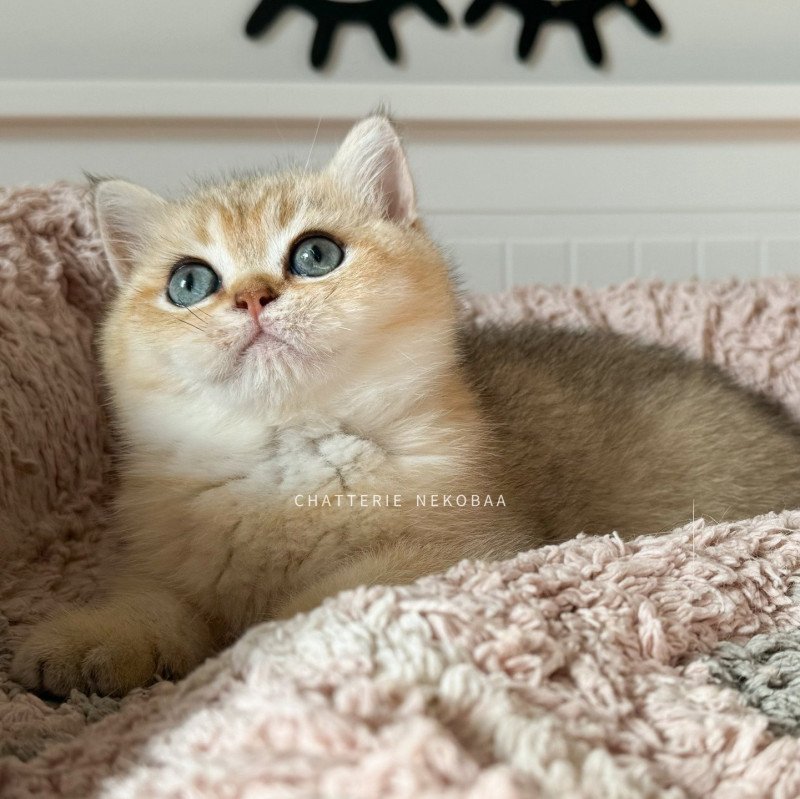 Bao Mâle British Shorthair