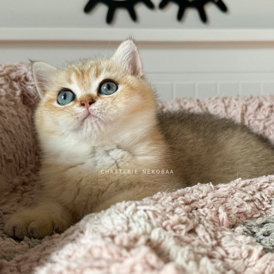 Bao Mâle British Shorthair