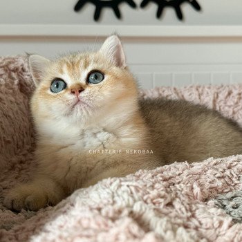 Bao Mâle British Shorthair
