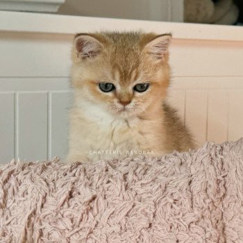 chaton British Shorthair black golden shaded Bao Chatterie Nekobaa chaton British Shorthair black golden shaded Bao Chatterie Nekobaa
