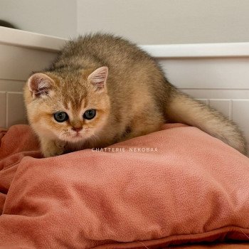 chaton British Shorthair black golden shaded Bao Chatterie Nekobaa chaton British Shorthair black golden shaded Bao Chatterie Nekobaa