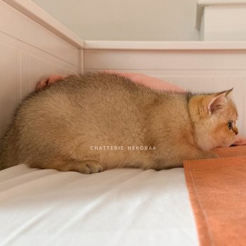 chaton British Shorthair black golden shaded Bao Chatterie Nekobaa chaton British Shorthair black golden shaded Bao Chatterie Nekobaa