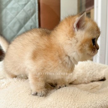 chaton British Longhair black golden shaded Bao Chatterie Nekobaa chaton British Longhair black golden shaded Bao Chatterie Nekobaa