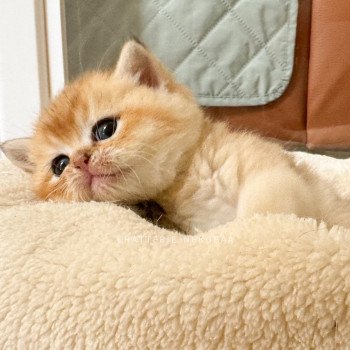 chaton British Longhair black golden shaded Bao Chatterie Nekobaa chaton British Longhair black golden shaded Bao Chatterie Nekobaa
