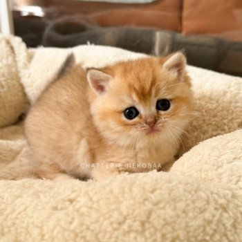 chaton British Longhair black golden shaded Bao Chatterie Nekobaa chaton British Longhair black golden shaded Bao Chatterie Nekobaa