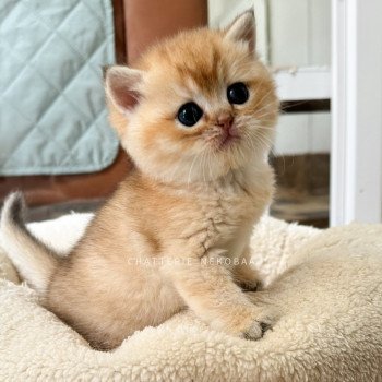 chaton British Longhair black golden shaded Bao Chatterie Nekobaa chaton British Longhair black golden shaded Bao Chatterie Nekobaa