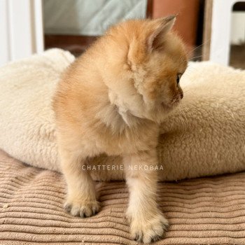 chaton British Longhair black golden shaded Bao Chatterie Nekobaa chaton British Longhair black golden shaded Bao Chatterie Nekobaa