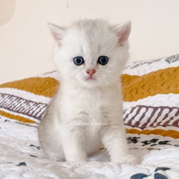 chaton British Shorthair blue silver ticked tabby Tao Darui Chatterie Nekobaa