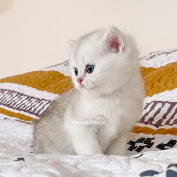 chaton British Shorthair blue silver ticked tabby Tao Darui Chatterie Nekobaa