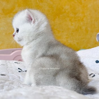 chaton British Shorthair blue silver ticked tabby Tao Darui Chatterie Nekobaa