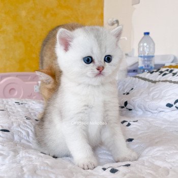 chaton British Shorthair blue silver ticked tabby Tao Darui Chatterie Nekobaa